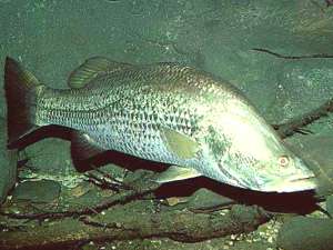 Bild "Leseecke/Humor:barramundi.jpg"